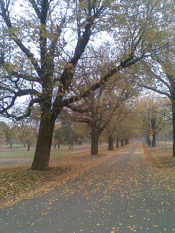 Autumn leaves in Yarra Park