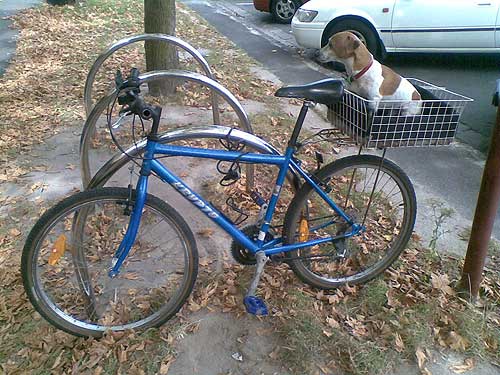 Dog guards a bike