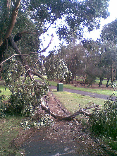 A small branch fallen across a pathway.