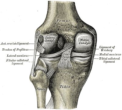 Left knee-joint from behind, showing interior ligaments.